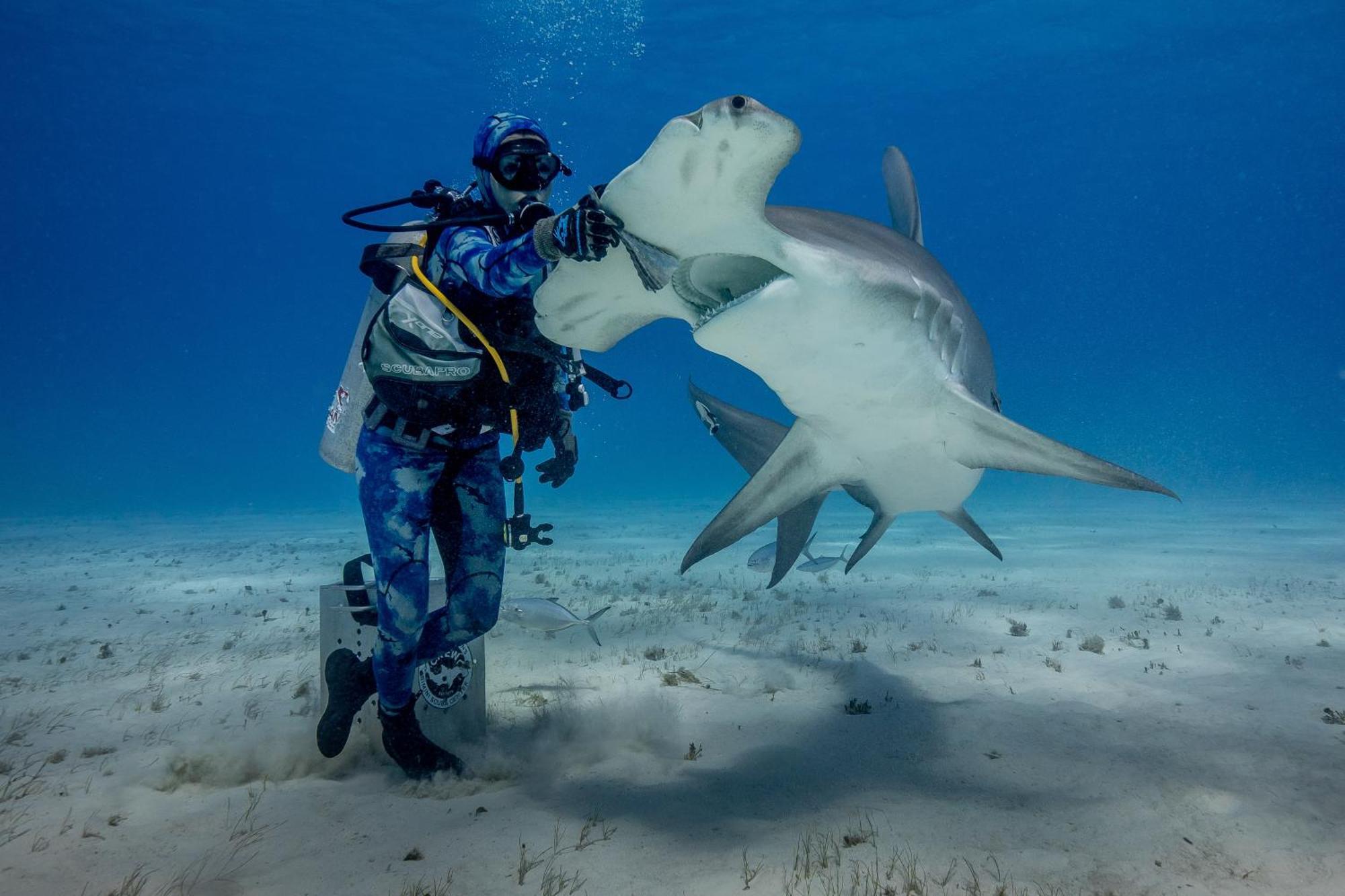 Bimini Big Game Club Resort & Marina Alice Town  Exteriör bild
