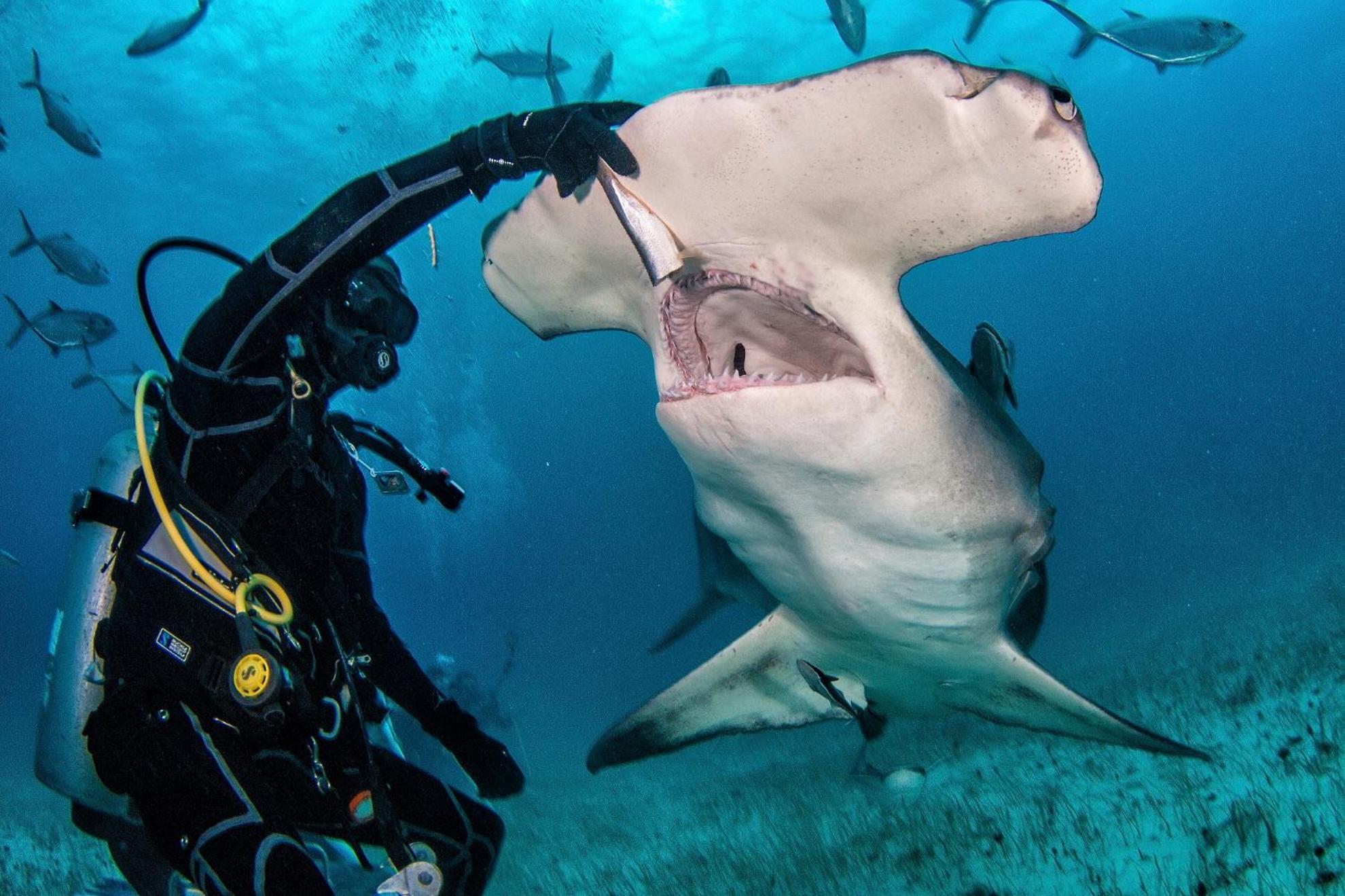 Bimini Big Game Club Resort & Marina Alice Town  Exteriör bild